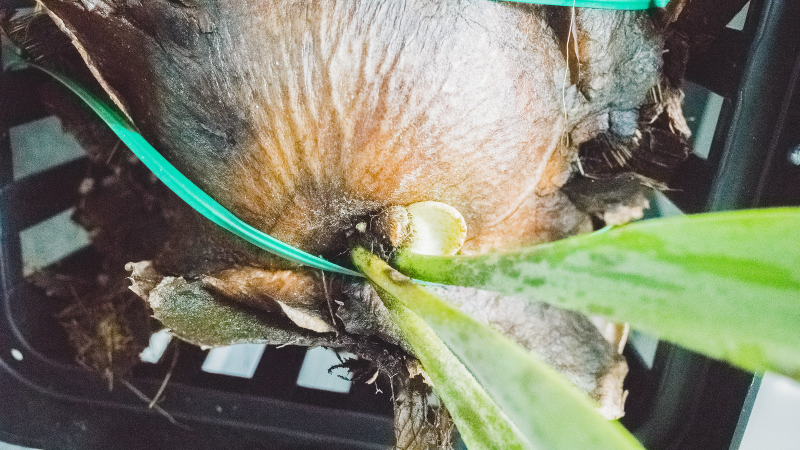 爪哇鹿角蕨成長紀錄